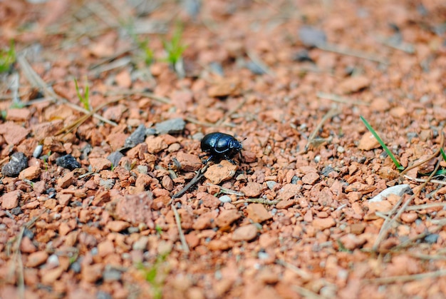 Foto ein großer schwarzer käfer krabbelt über kleine steine