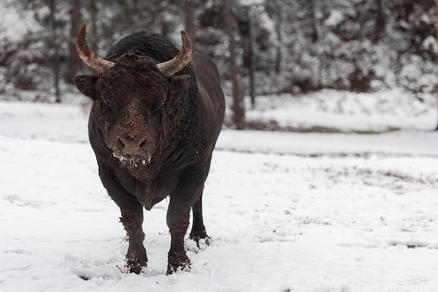 Ein großer schwarzer Stier im Schneetraining, um im selektiven Fokus des Stierkampfkonzepts der Arena zu kämpfen