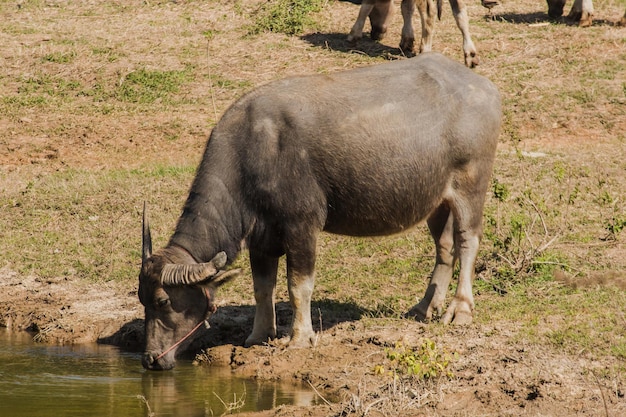 Ein großer schwarzer thailändischer Büffel steht und trinkt Wasser in einem heißen Sumpf, um seinen Durst zu stillen.