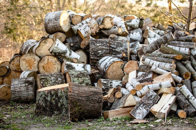 Ein großer Stapel runder Holzstücke Die Stämme werden aus den zu einem Stapel gestapelten Birkenstämmen gesägt