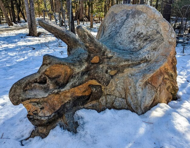 Foto ein großer stein-dinosaurierkopf im schnee