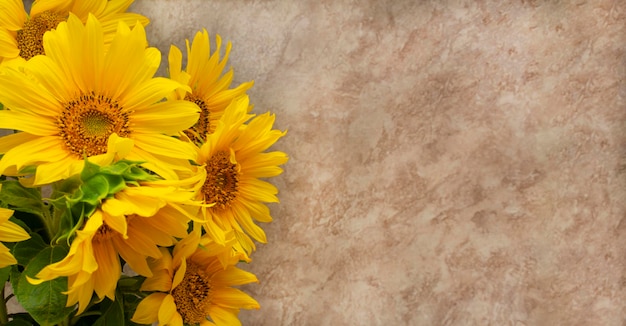 Ein großer Strauß Sonnenblumen, gelbe Blumen auf beigem Hintergrund. leer für eine Postkarte, ein Ort.