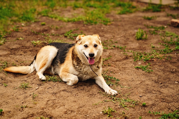 Ein großer streunender Hund liegt auf dem Boden