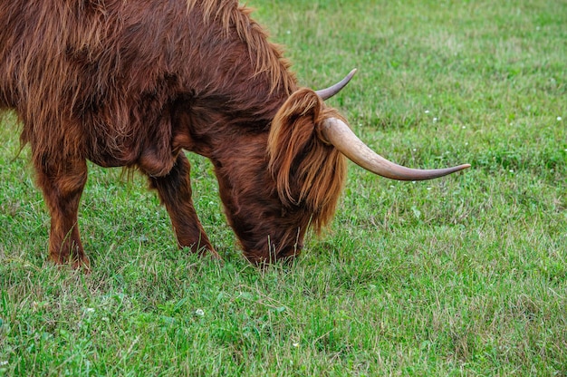 Foto ein großer struppiger brauner stier weidet auf einer grünen wiese