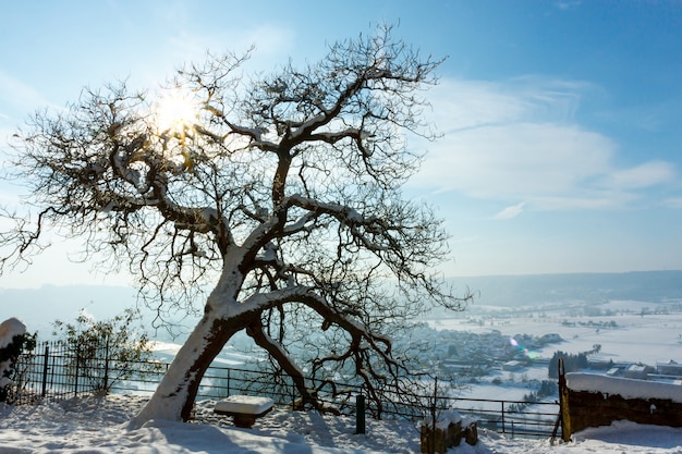 Ein großer verzweigter schneebedeckter Baum, das Dorf an einem sonnigen Wintertag
