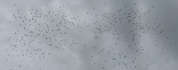 Ein großer Vogelschwarm fliegt am Himmel