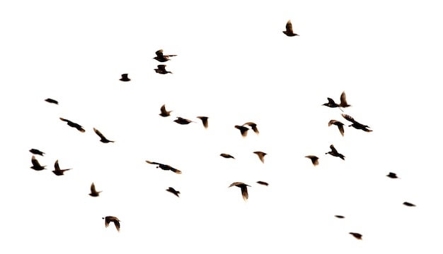 Foto ein großer vogelschwarm isoliert auf weißem hintergrund