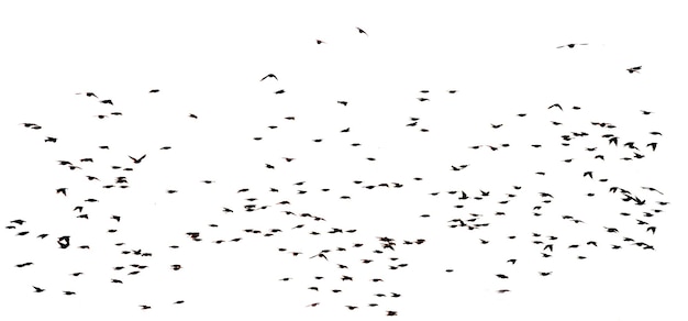 Ein großer Vogelschwarm isoliert auf weißem Hintergrund