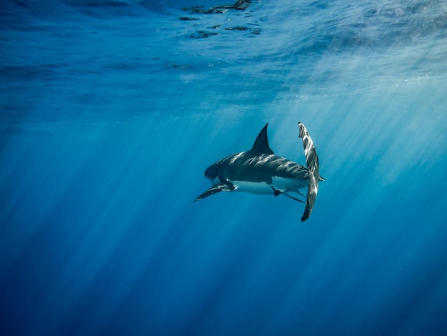 Ein großer weißer Hai schwimmt im Meer