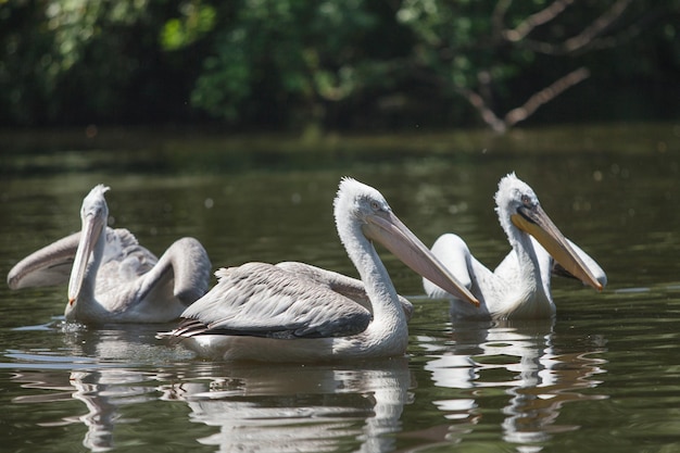 Ein großer weißer Pelikan schwimmt in einem Teich und fischt