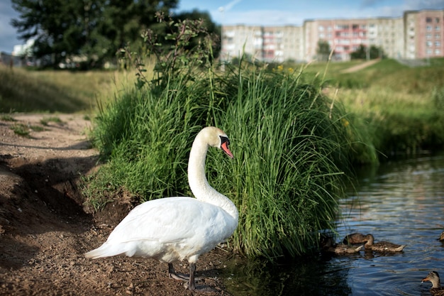 Ein großer weißer Schwan steht am Ufer eines Flusses, in dem Enten schwimmen