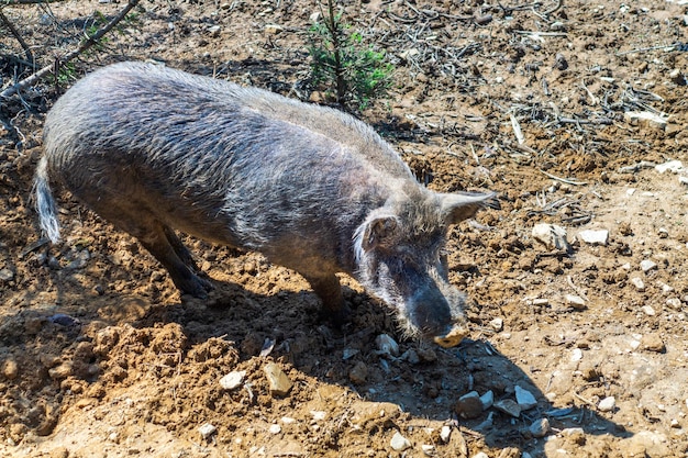 Ein großes ausgewachsenes Wildschwein geht auf der Suche nach Nahrung durch den Wald Gefährliches Wildtier