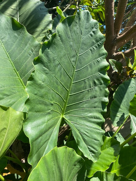 Ein großes Blatt mit den Adern des Blattes.