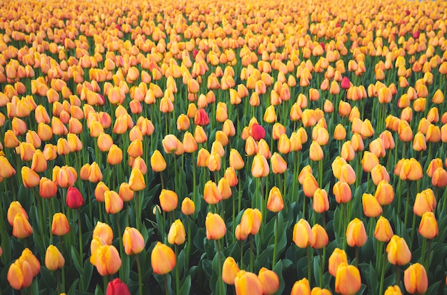 Ein großes Blumenbeet voller Tulpen