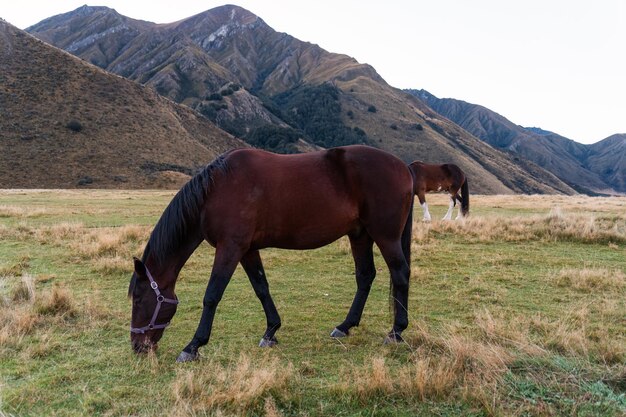 Ein großes braunes Pferd weidet Gras auf einem Feld in einem Ackerland in einer ländlichen Szene