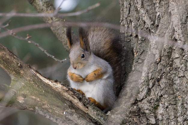 Ein großes Eichhörnchen im grauen Winterpelzmantel