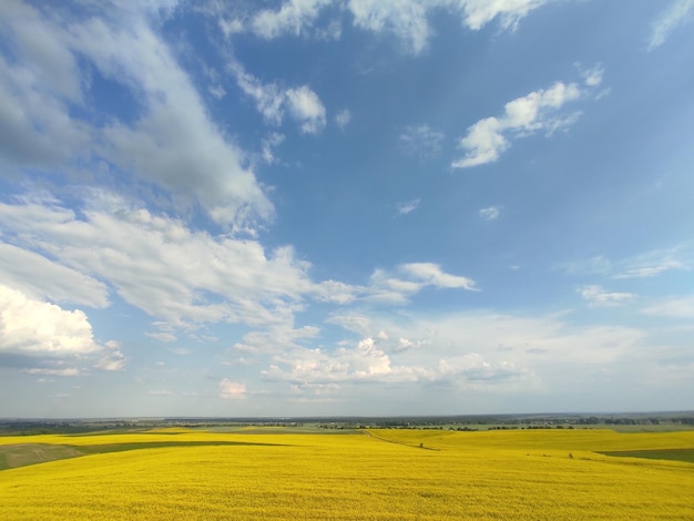 Ein großes Feld mit Raps und einem wunderschönen blauen Himmel in der Ukraine