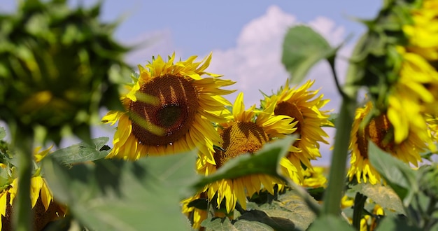 ein großes Feld mit Sonnenblumen im Sommer