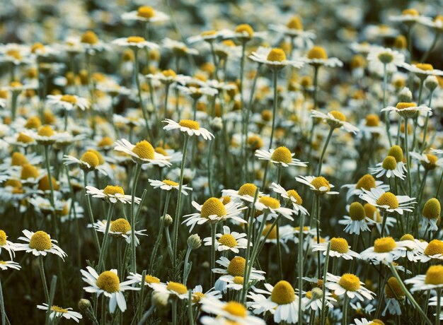 Ein großes Feld mit weißen blühenden Gänseblümchen an einem Frühlingstag