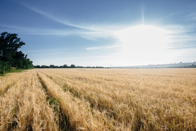 Ein großes Feld von reifem Weizen bei Sonnenuntergang. Landwirtschaftliche Industrie