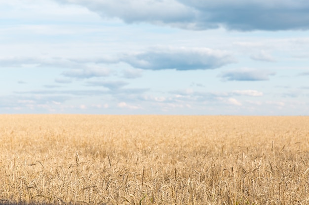 Ein großes Feld von Roggen und Weizen gegen den Himmel