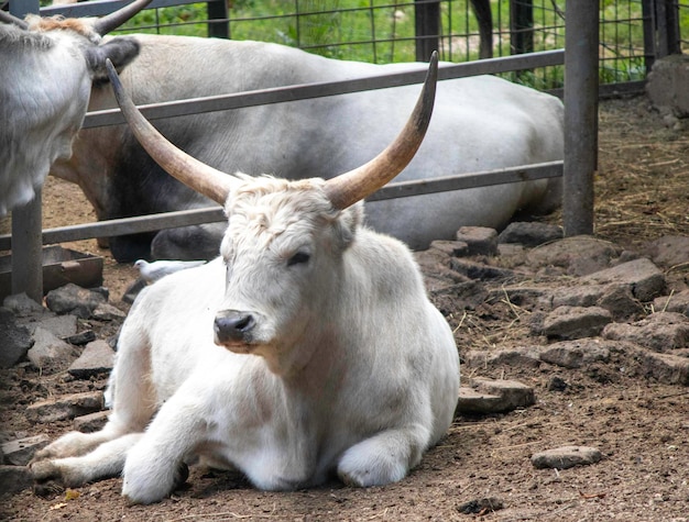 Ein großes gehörntes weißes Tier liegt in der Voliere des Zoos