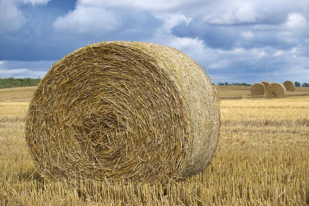 Ein großes goldengelbes Heubalfeld während der Erntezeit.