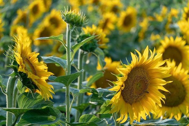 Ein großes landwirtschaftliches Feld für den Anbau von Sonnenblumen im industriellen Maßstab Schöne Blumen und Sonnenblumenblätter in Nahaufnahme im Licht der untergehenden Sonne Produktion von Öl und Viehfutter