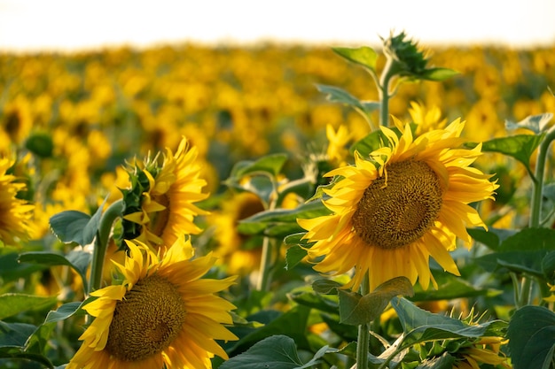 Ein großes landwirtschaftliches Feld für den Anbau von Sonnenblumen im industriellen Maßstab Schöne Blumen und Sonnenblumenblätter in Nahaufnahme im Licht der untergehenden Sonne Produktion von Öl und Viehfutter