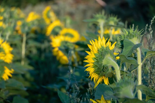 Ein großes landwirtschaftliches Feld für den Anbau von Sonnenblumen im industriellen Maßstab Schöne Blumen und Sonnenblumenblätter in Nahaufnahme im Licht der untergehenden Sonne Produktion von Öl und Viehfutter