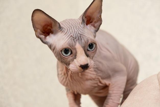 Ein großes Porträt eines 3 Monate alten kanadischen Sphynx-Kätzchens auf weißem Hintergrund