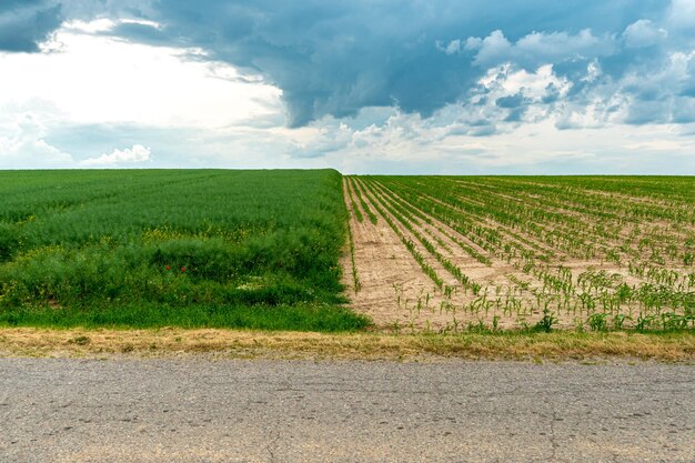 Ein großes schönes Feld für den Anbau von Weizen im industriellen Maßstab Das Konzept einer reichen Ernte und eines erfolgreichen Agribusiness Hintergrund des Weizenfelds