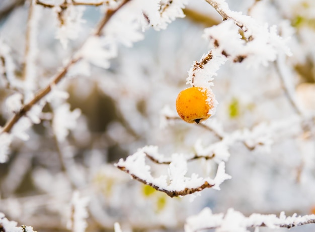 Ein grüner Apfel auf einem Ast im Winter Gefrorene Früchte mit Frost und Schnee bedeckt Schönheit ist in der Natur Garten im Dezember