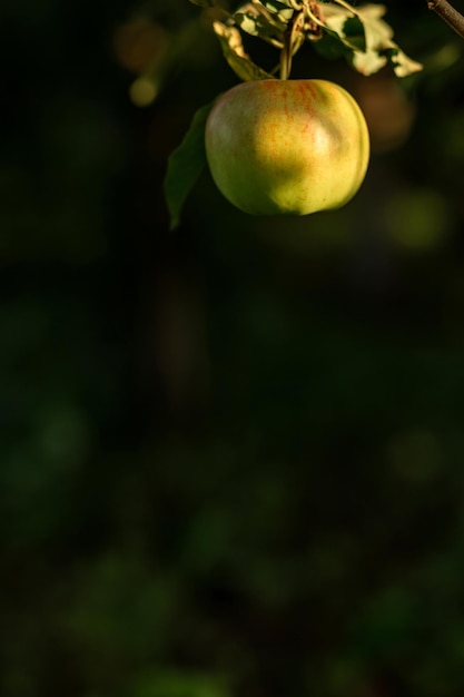 Ein grüner Apfel hängt an einem Baum mit Blättern Landwirtschaftliche Agronomieindustrie