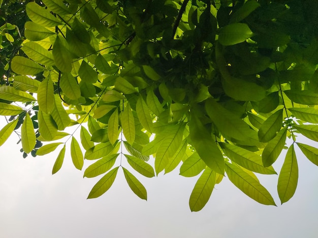 Foto ein grüner baum, durch den die sonne scheint