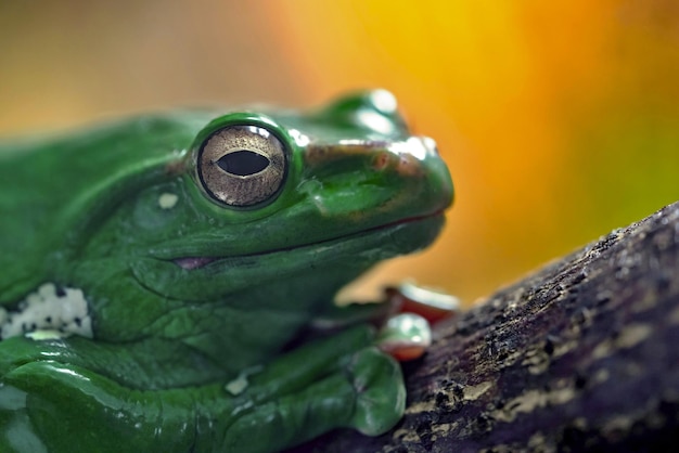 Ein grüner Frosch oder eine Kröte