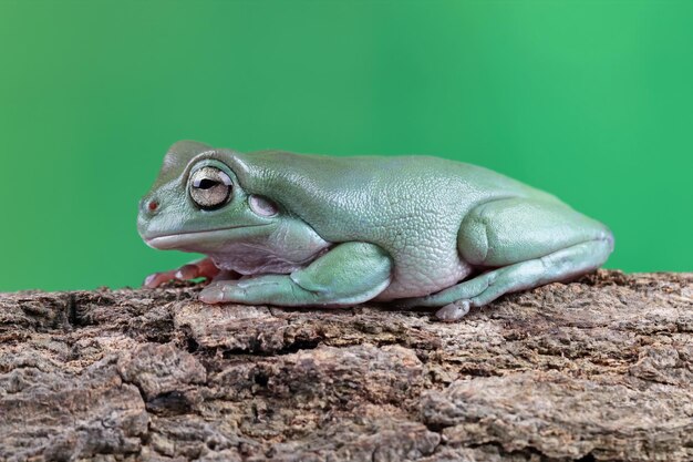 Ein grüner Frosch sitzt auf einem Baumstamm mit grünem Hintergrund.