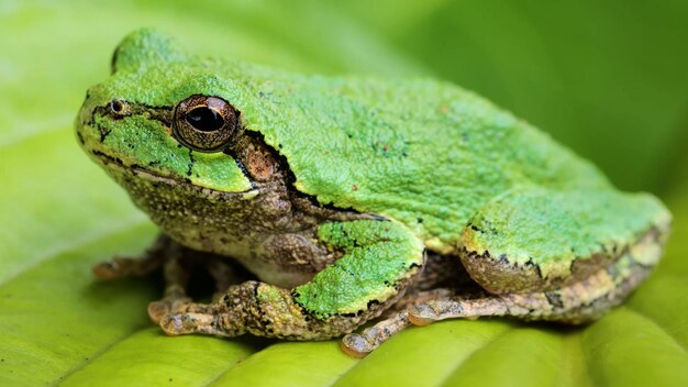 Ein grüner Frosch sitzt auf einem Blatt