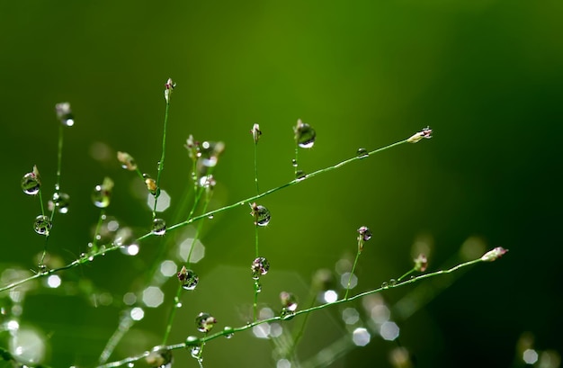 Ein grüner Hintergrund mit Wassertropfen auf dem Gras