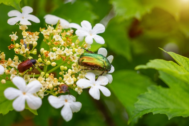 Ein grüner Käfer sitzt auf der Blume