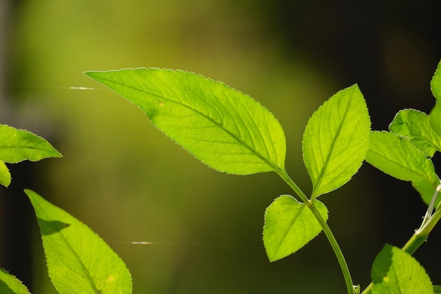 ein grüner laub verlässt hintergrund