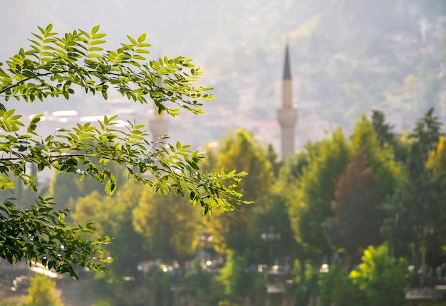 ein grüner Laubbaum und die Minarette einer Moschee im Hintergrund