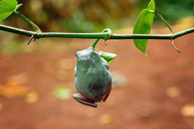 ein grüner Laubfrosch, der sich an einem pummeligen Blattfrosch festhält