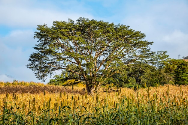 Ein grüner Märchenbaum in einem Feld von Copan Ruinas Honduras