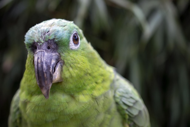 Ein grüner Papagei mit einem großen Schnabel