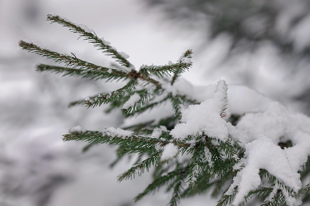 Ein grüner Tannenzweig, der in Nahaufnahme mit Schnee bedeckt ist