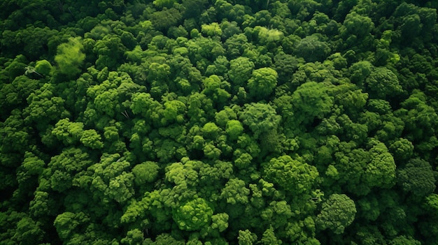 ein grüner Wald mit vielen Bäumen darin