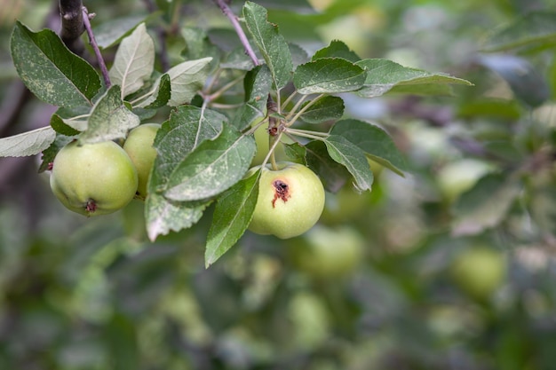 Ein grüner, wurmstichiger Apfel wiegt auf einem Ast im Garten. Ein von der Krankheit befallener Apfel