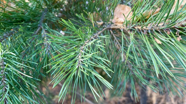 Ein grüner Zweig einer Kiefer im Wald