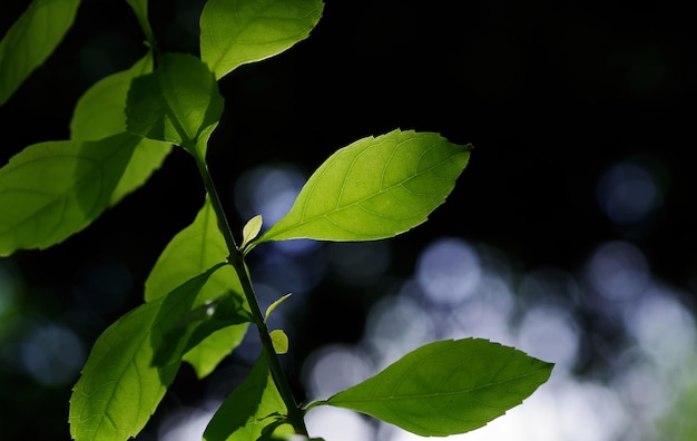 Ein grünes Blatt auf einem Ast vor einem verschwommenen Hintergrund